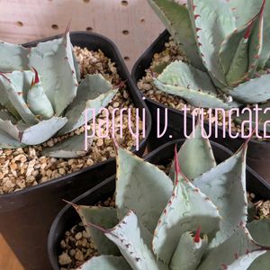 パリートランカータ,Agave parryi var.truncata,アロエ　ワイリーコヨーテ,実生,バルコニストの画像