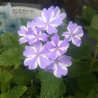 シュウメイギク,スーパーベナ アイストゥインクル,花のある暮らし,地味好き,我が家のベテランの画像