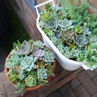 多肉植物,多肉寄せ植え,玄関アプローチの画像
