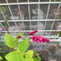 オオケタデの画像