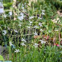 ガウラ,小さな花壇の画像