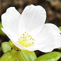 千日紅,千日紅,ポーチュラカ,ポーチュラカ,日々草の画像