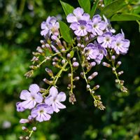 デュランタ,散歩,季節の花,季節の風物詩,四季の彩りの画像