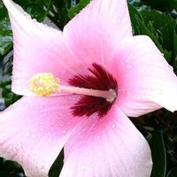寄せ植え,花壇,ガーデニング,か〜わい〜,家庭菜園の画像