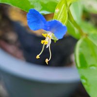 ツユクサ,今日のお花,水曜日は水色の画像
