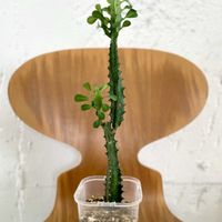 ユーフォルビア 彩雲閣,ユーフォルビア トリゴナ,多肉植物,観葉植物,キキ　トリゴナの画像