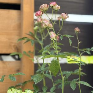 バラ,ラディッシュ,ドライフラワー,バラ科,バラ属の画像
