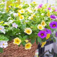 ミリオンベル,寄せ植え,夏の花,かわいいな♡,植物のある暮らしの画像