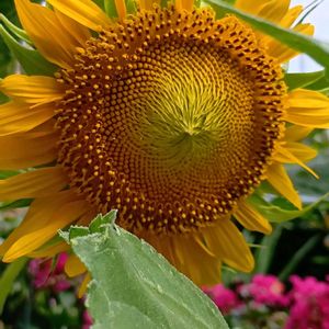 ヒマワリ,ミニひまわり,ダイソー,キク科,今日のお花の画像
