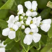イベリス,花のある暮らし,愛媛県,庭の画像
