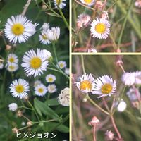ヒメジョオン,可愛い,楽しみ,暑い！,いつもありがとうの画像