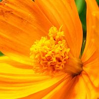 キバナコスモス,オレンジ色,イエロー,大好きな花,シルエット❤︎の画像