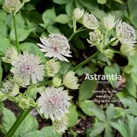 宿根草,アストランティア,ドライフラワー,ナチュラルガーデン,ボタニカルライフの画像