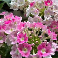 バーベナ,いつもありがとう♡,花日記,ピンクワールドへ ようこそ,しあわせ運べるようにの画像