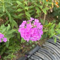 アルメリアの画像