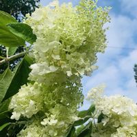 ピラミッドアジサイ,ノリウツギ,夏空,梅雨明け,朝撮りの画像