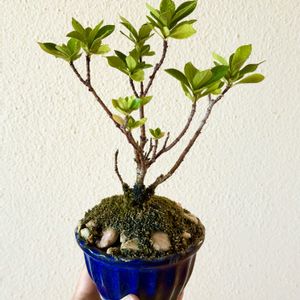 クチナシ,クチナシ,盆栽,小品盆栽の画像