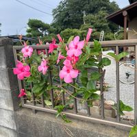 サンパラソルの画像