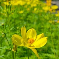 キバナコスモス,大船フラワーセンター,心地良い風が吹いて,今日も暑いですね,お出かけ先 にての画像