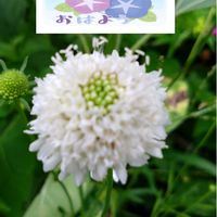 スカビオサ,白い花,プランター栽培,種からの栽培,スカビオサの栽培の画像