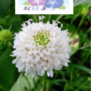 スカビオサ,白い花,プランター栽培,種からの栽培,スカビオサの栽培の画像
