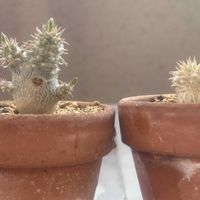 パキポディウム,グラキリス,エブレネウム,塊根植物,コーデックスの画像