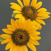 ビタミンカラー,今日のお花,#ガーデニング,エクステリアの画像