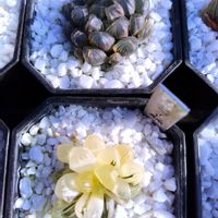 ハオルチア,ハオルチア オブツーサ,オブツーサ錦,多肉植物,ハオルチア属の画像