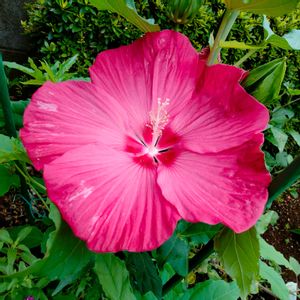タイタンビカス,タイタンビカス,タイタンビカス ジュノー,地植え,花壇の画像