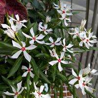 寄植え,ハンギング,白い水曜日,小さな庭,玄関アプローチの画像