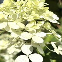 モミジ,ノリウツギ,白い水曜日♡,同じ月を見上げて,白いお月さま♡の画像