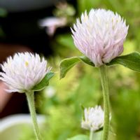 千日草,可愛い〜♡,白い花,花のある暮らし,種まきから育てるの画像