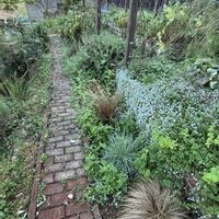 カレックスの画像