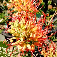 観葉植物,はなはな,花のある暮らし,花の写真,花のある生活の画像