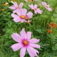 コスモス,かわいい,開花,癒し,種からの画像