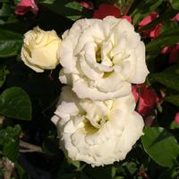 トルコキキョウ,花のある暮らし,心に笑顔の花を,白い水曜日♡,玄関アプローチの画像