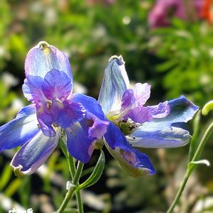ダリア,デルフィニウム,夏の花,種まき,花のある暮らしの画像