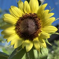 ヒマワリ,ひまわり,癒し,花のある暮らし,植物のある暮らしの画像
