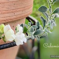 キンギョソウ　アールグレイ,ペチュニア　ダーリン,寄せ植え,癒しのお花,愛の花♡の画像