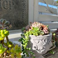 エケベリア,多肉植物,エケベリア属,ベランダガーデニング,グリーンのある暮らしの画像