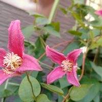 ミヤマオダマキ,ツマグロ　ヒョウモン蝶,クリスマスローズ夏越し,いいね、コメントありがとうございます♡,早朝撮影の画像