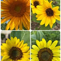 ヒマワリ,ひまわり,癒し,花のある暮らし,植物のある暮らしの画像