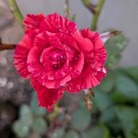 ゴーヤ,ミニバラ,レッドインテューション,バラ・ミニバラ,ゴーヤ♫の画像