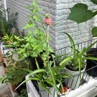 植物のある暮らし,観賞用パイナップル,ほしつながり,たいせつななかま♡,ＧＳは笑顔で⭐️の画像