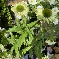 夏の庭,鉢植え,夏の花,寄せ鉢,フロントガーデンの画像