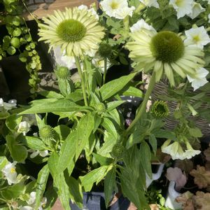 夏の庭,鉢植え,夏の花,寄せ鉢,フロントガーデンの画像
