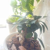 ポトス,ガジュマル,観葉植物,半日陰,自然光の画像