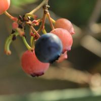 ブルーベリー,花と緑のある暮らし,か〜わい〜,庭の画像