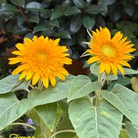 ヒマワリ,今日のお花,繋がりに感謝✨,ＧＳだヨ！全員集合,心にメローイエローの画像