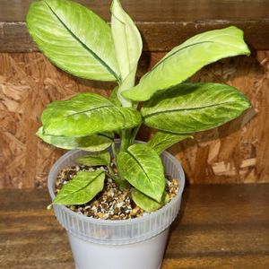 ディフェンバキア,ディフェンバキア・イエローマーシャ,観葉植物,植え替え,サトイモ 科の画像